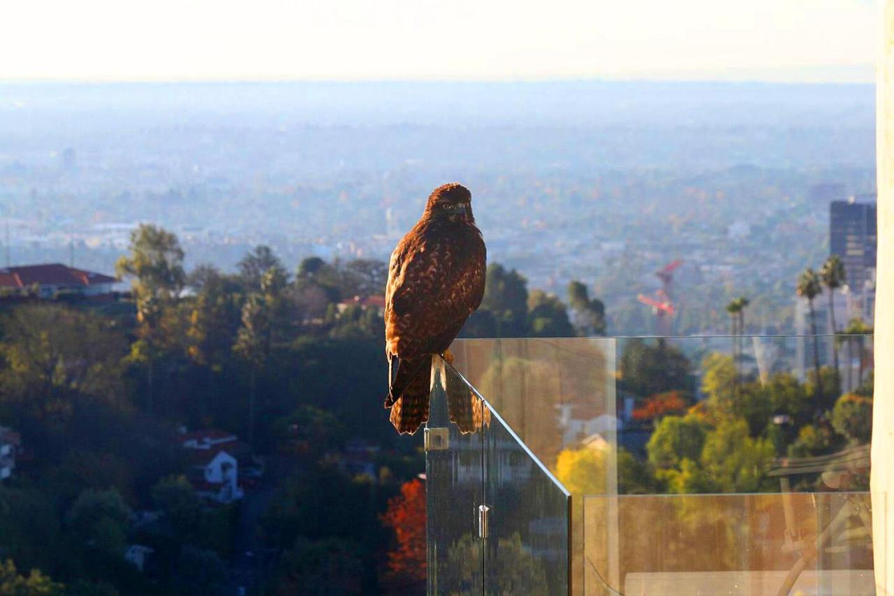 Hollywood Hills 1940S Mansion Hotel Los Angeles Luaran gambar
